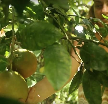 Paradise Eco Village Pahoa Екстериор снимка