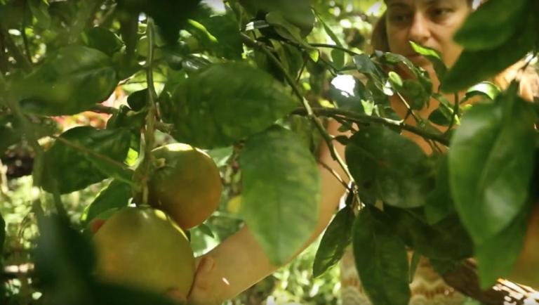 Paradise Eco Village Pahoa Екстериор снимка