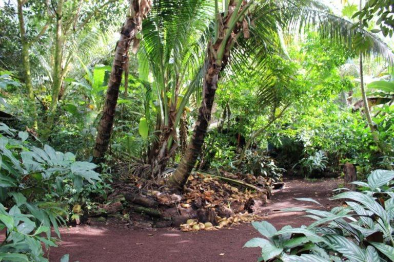 Paradise Eco Village Pahoa Екстериор снимка