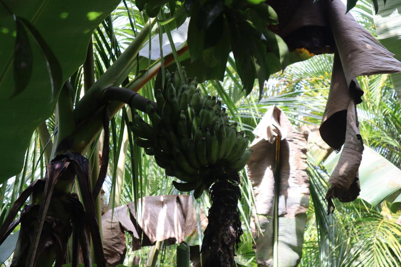 Paradise Eco Village Pahoa Екстериор снимка