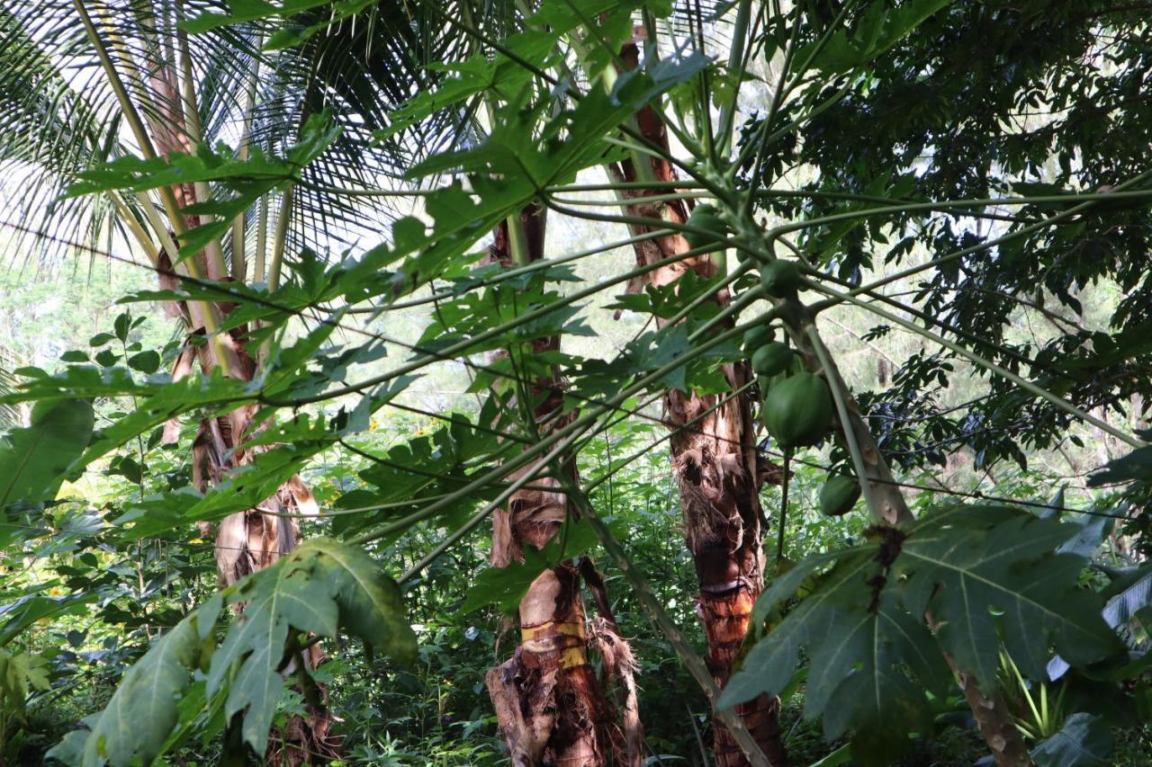 Paradise Eco Village Pahoa Екстериор снимка