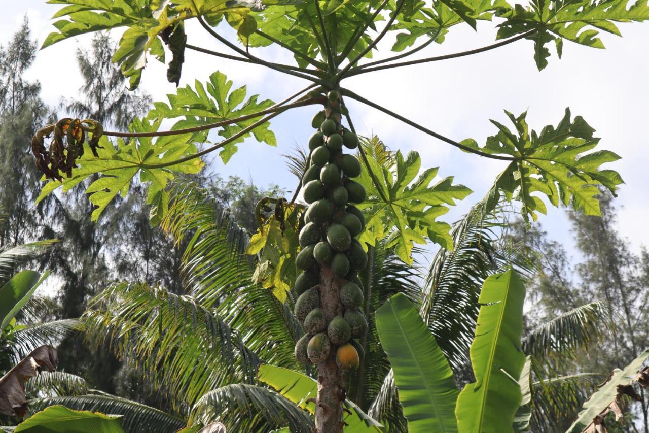 Paradise Eco Village Pahoa Екстериор снимка